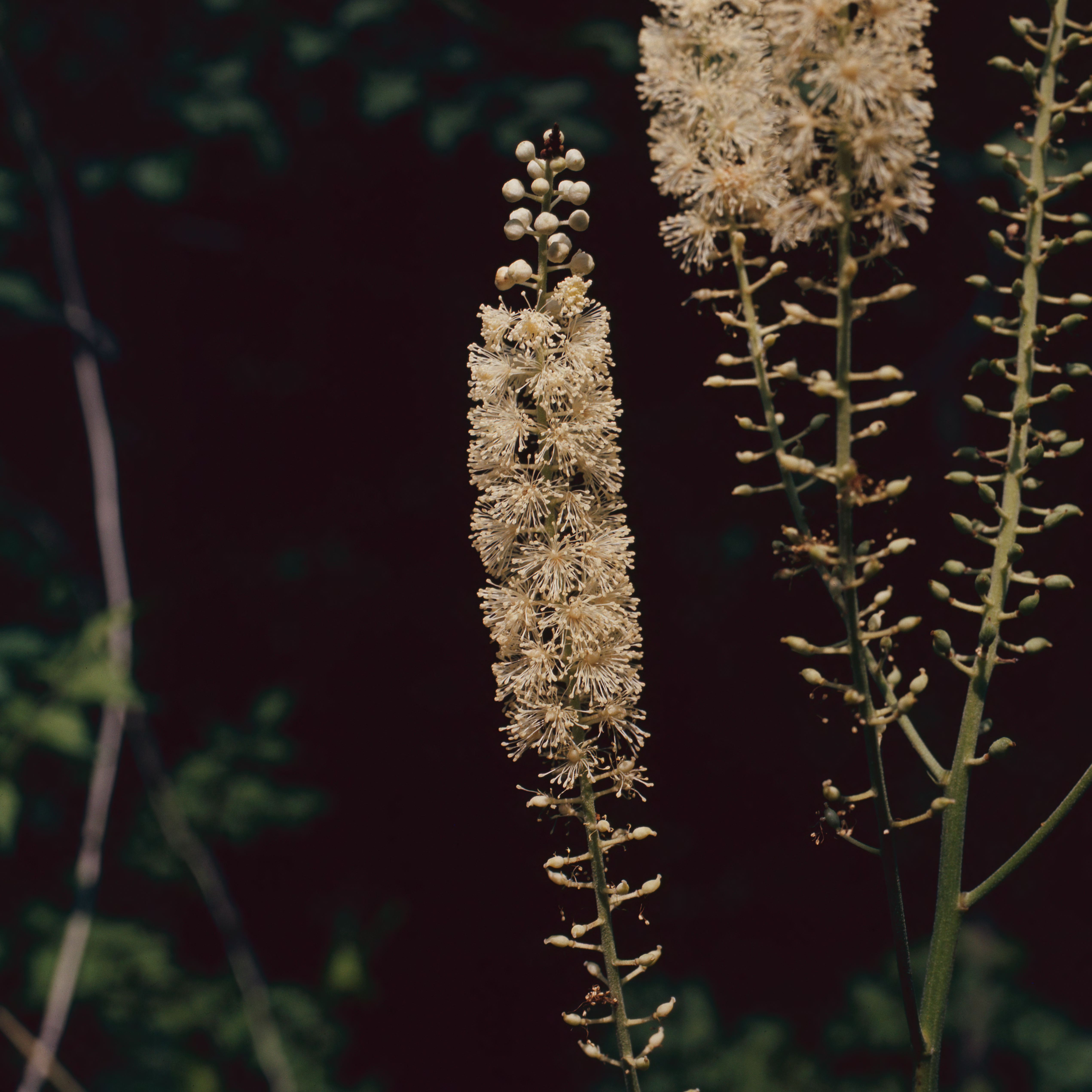 black cohosh